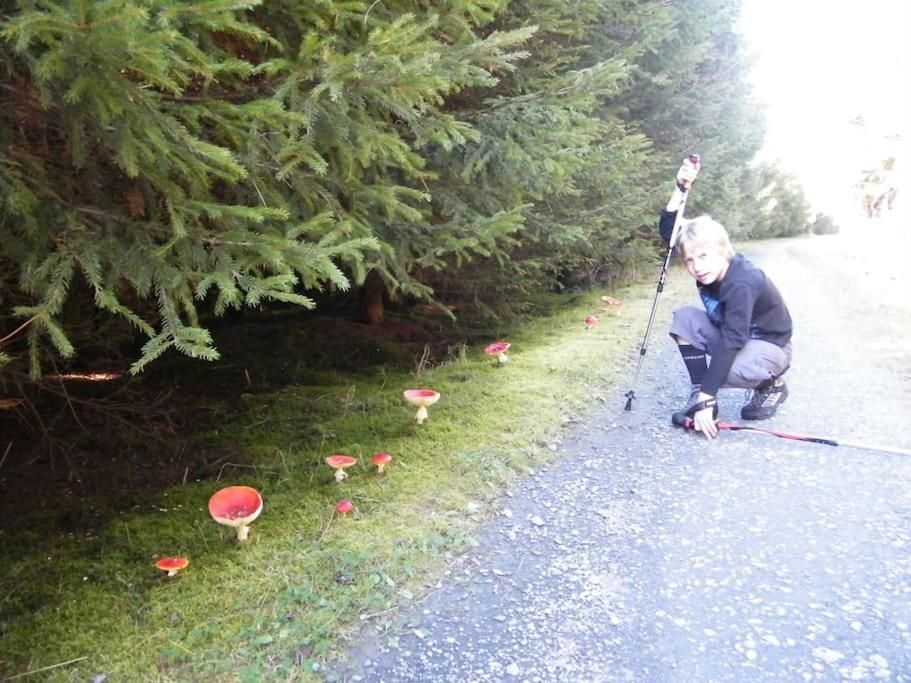 Gite Les 7 Frenes Vaux-sur-Sure エクステリア 写真