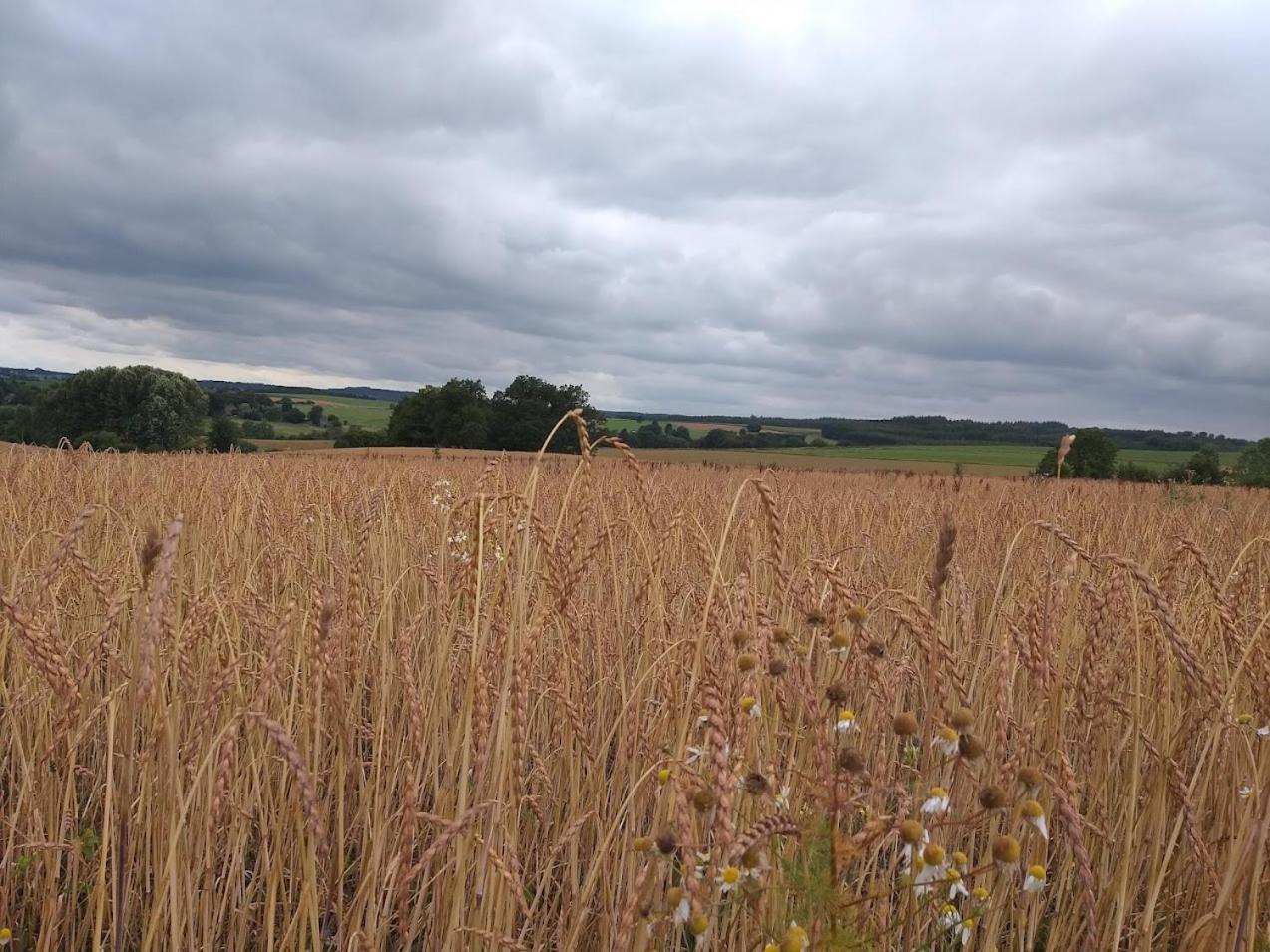 Gite Les 7 Frenes Vaux-sur-Sure エクステリア 写真